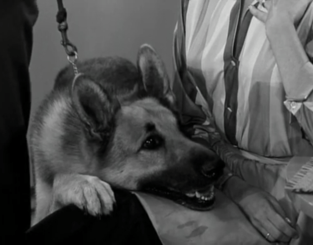 How could you resist this face? (Screen capture by Lindsey for TMP)