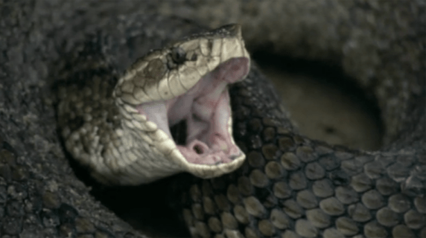 (Screen capture by Lindsey for TMP)