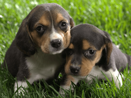 BABY BEAGLES. If you don't love them, we can't be friends. (Image: teebolt.com)