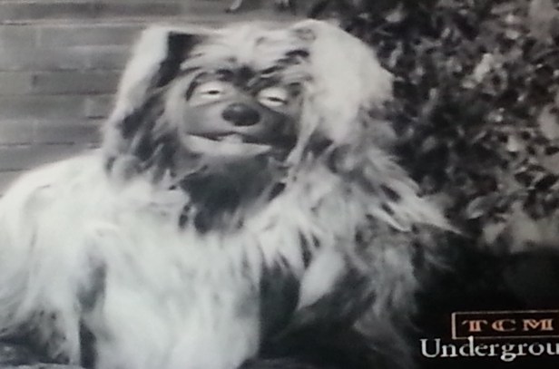 An upgrade from his previous alley-way dwellings, Rosie addresses the audience from his new family's backyard.